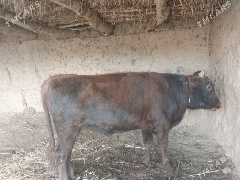 Öküz - Türkmenbaşy etr. - img 3