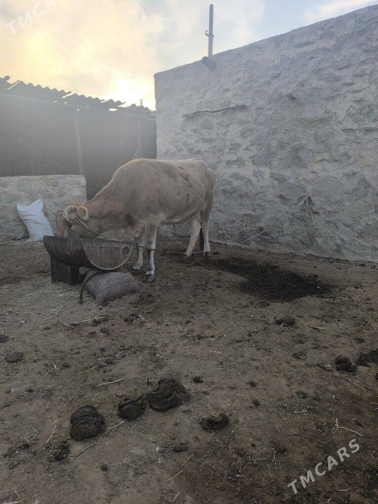 Sygyr semiz - Берекет - img 3