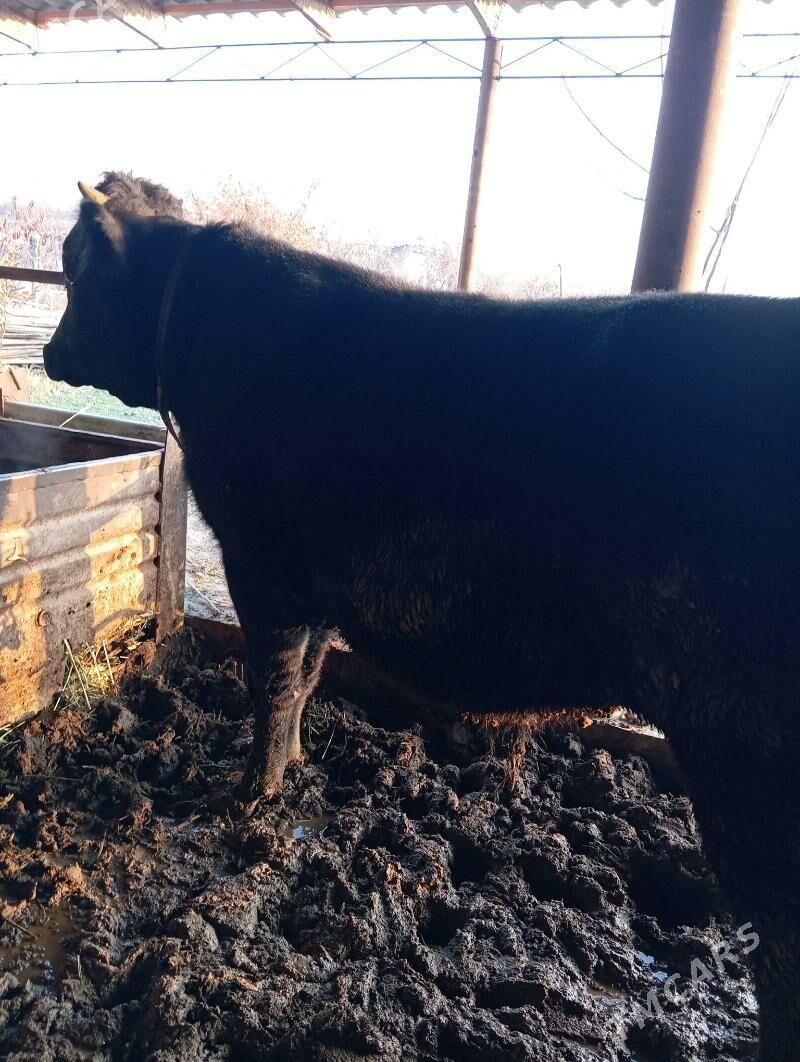 Okuz - Чарджоу - img 3