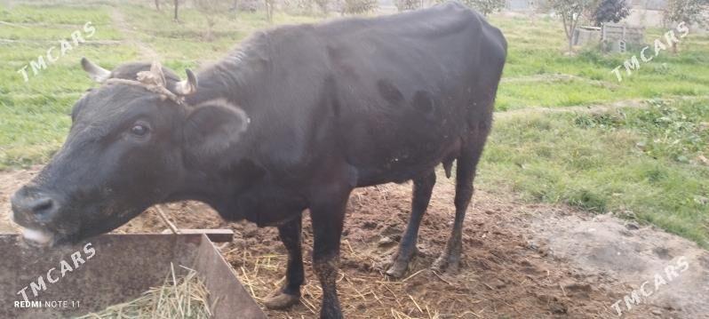 Göleli sygyr - Гёкдепе - img 4