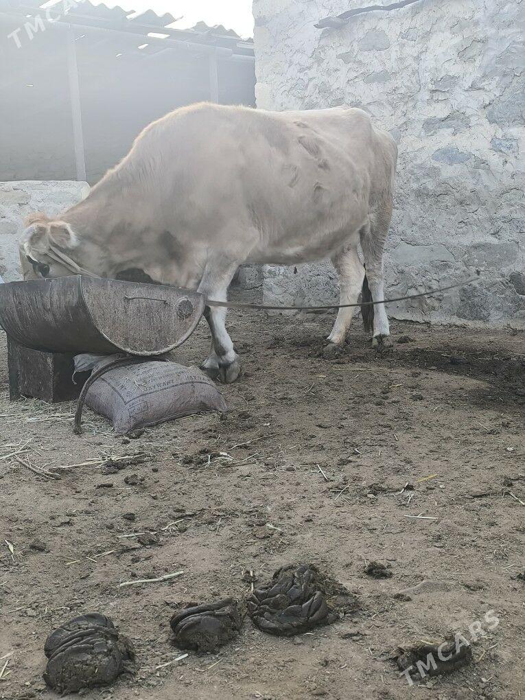 Sygyr semiz - Берекет - img 2