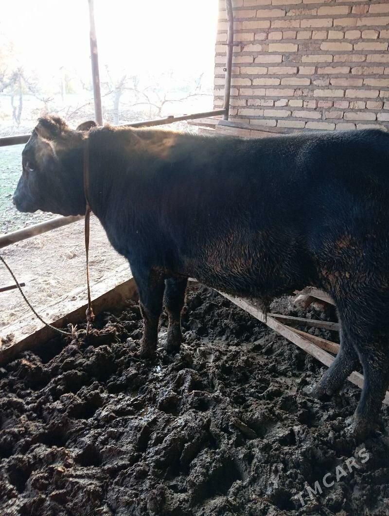 Okuz - Чарджоу - img 4