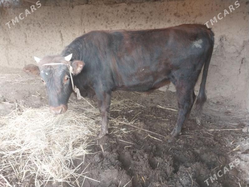 Öküz - Türkmenbaşy etr. - img 2