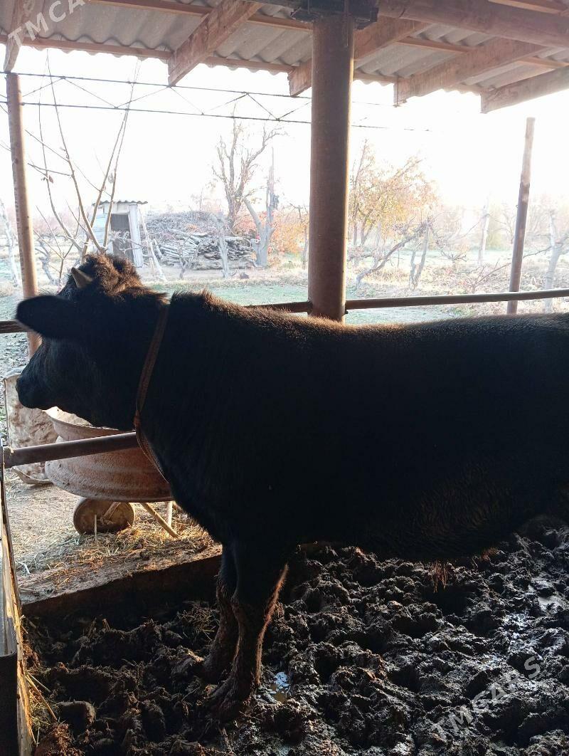 Okuz - Чарджоу - img 5