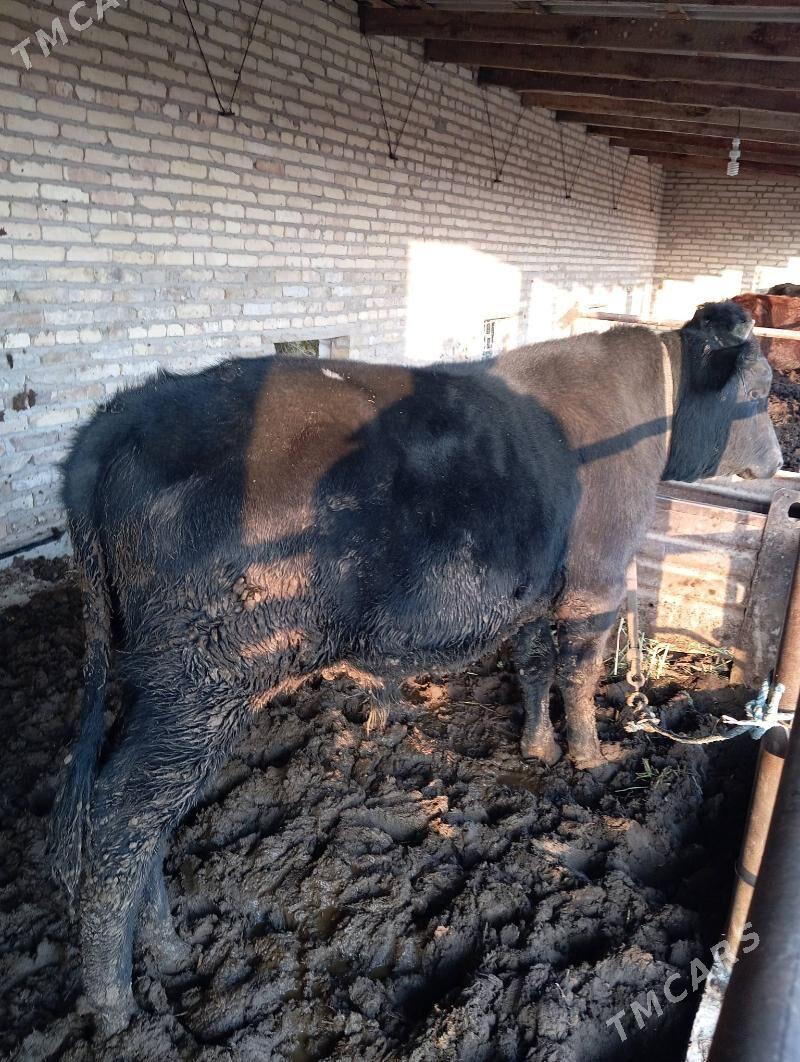 Okuz - Чарджоу - img 2