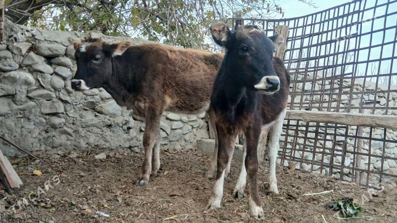 SWES TUWE - Bäherden - img 2