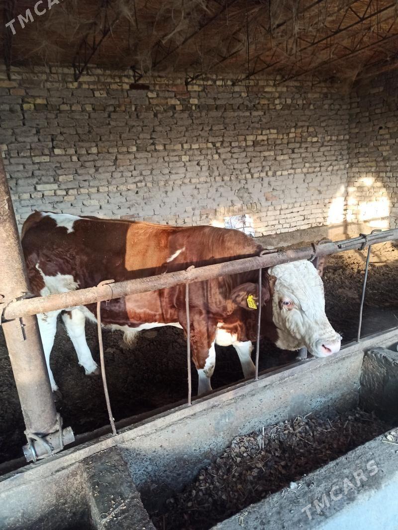 smental okuzce - Туркменабат - img 3