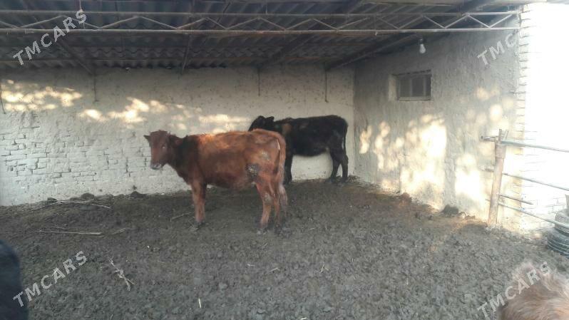 gole - Туркменгала - img 2