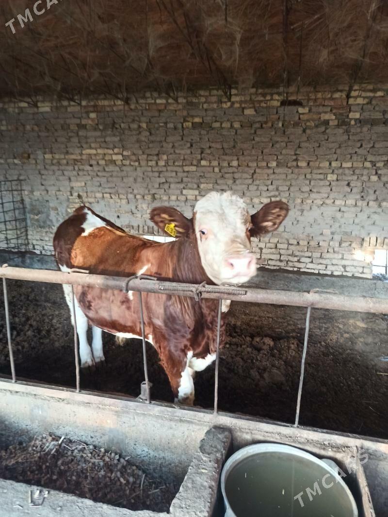 smental okuzce - Туркменабат - img 1