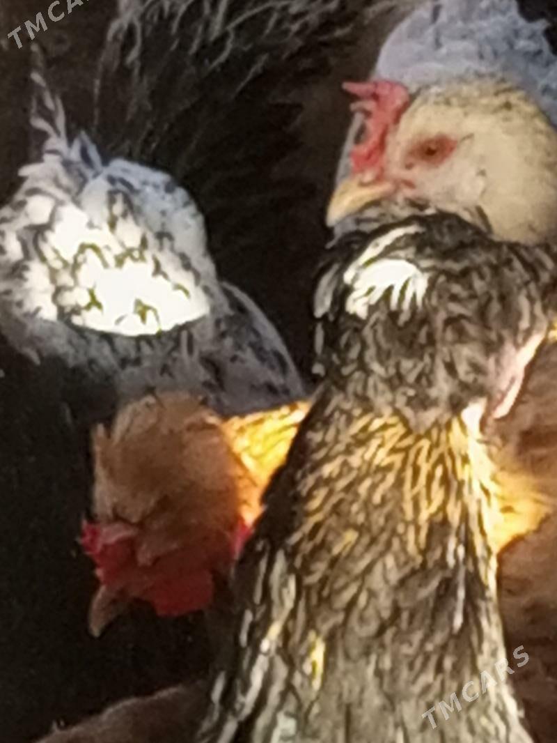 guzlaýjy towuk - Murgap - img 2