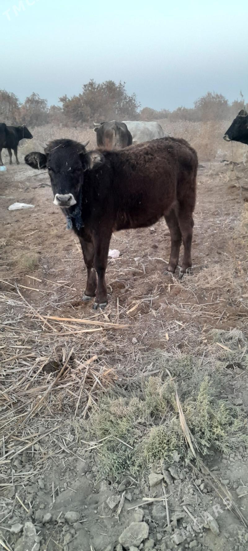 öküz we tuwe - Bäherden - img 7