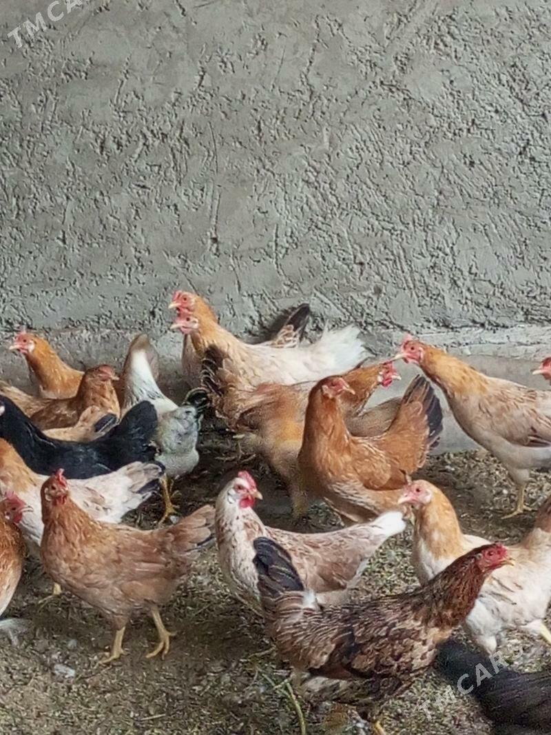 guzlaýjy towuk - Murgap - img 4