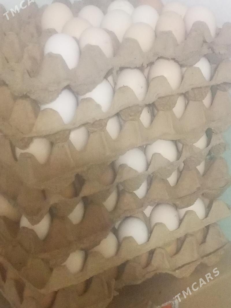 guzlaýjy towuk - Murgap - img 6