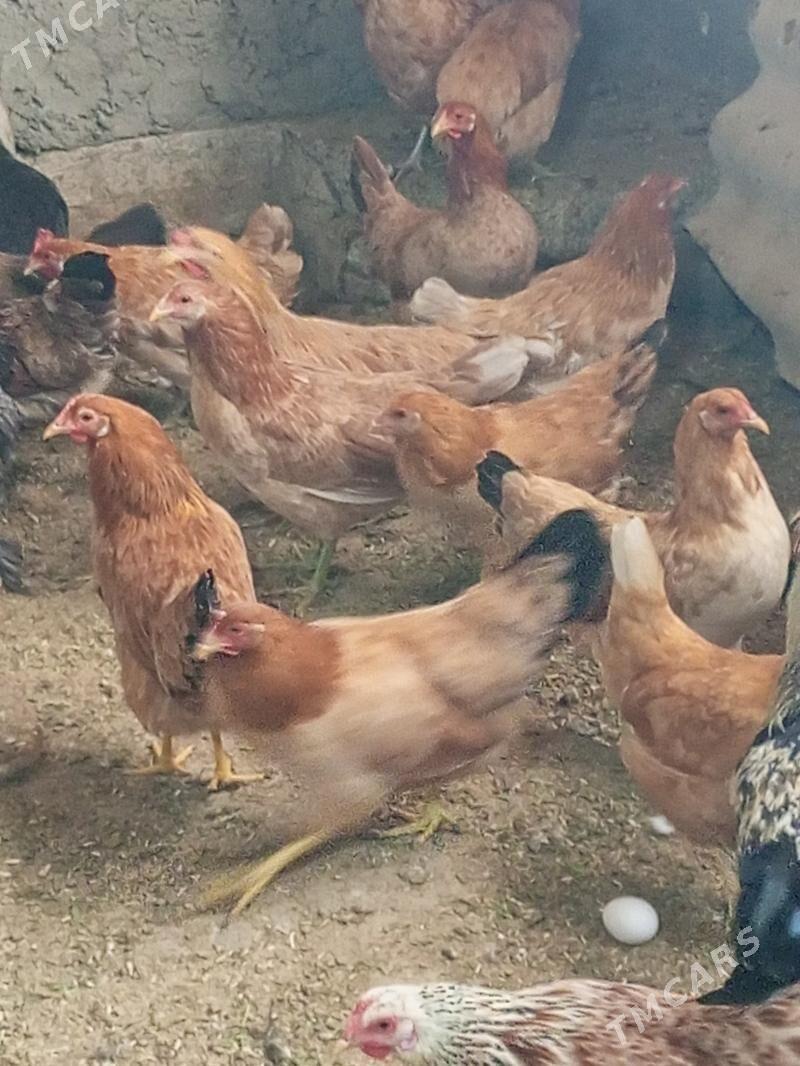 guzlaýjy towuk - Murgap - img 3