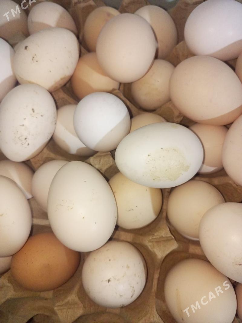 guzlaýjy towuk - Murgap - img 5