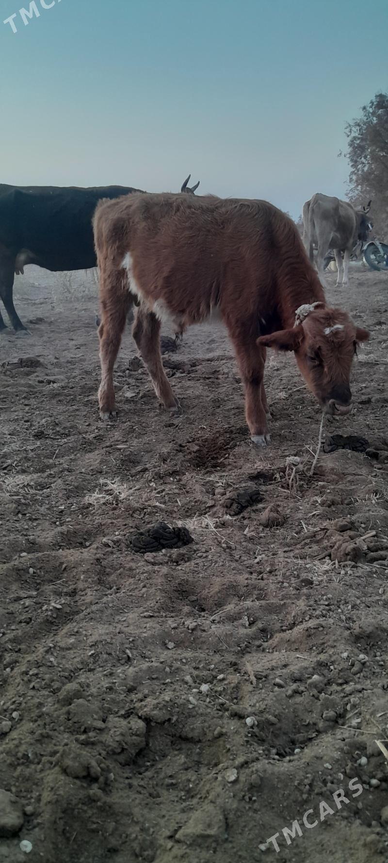 öküz we tuwe - Bäherden - img 4