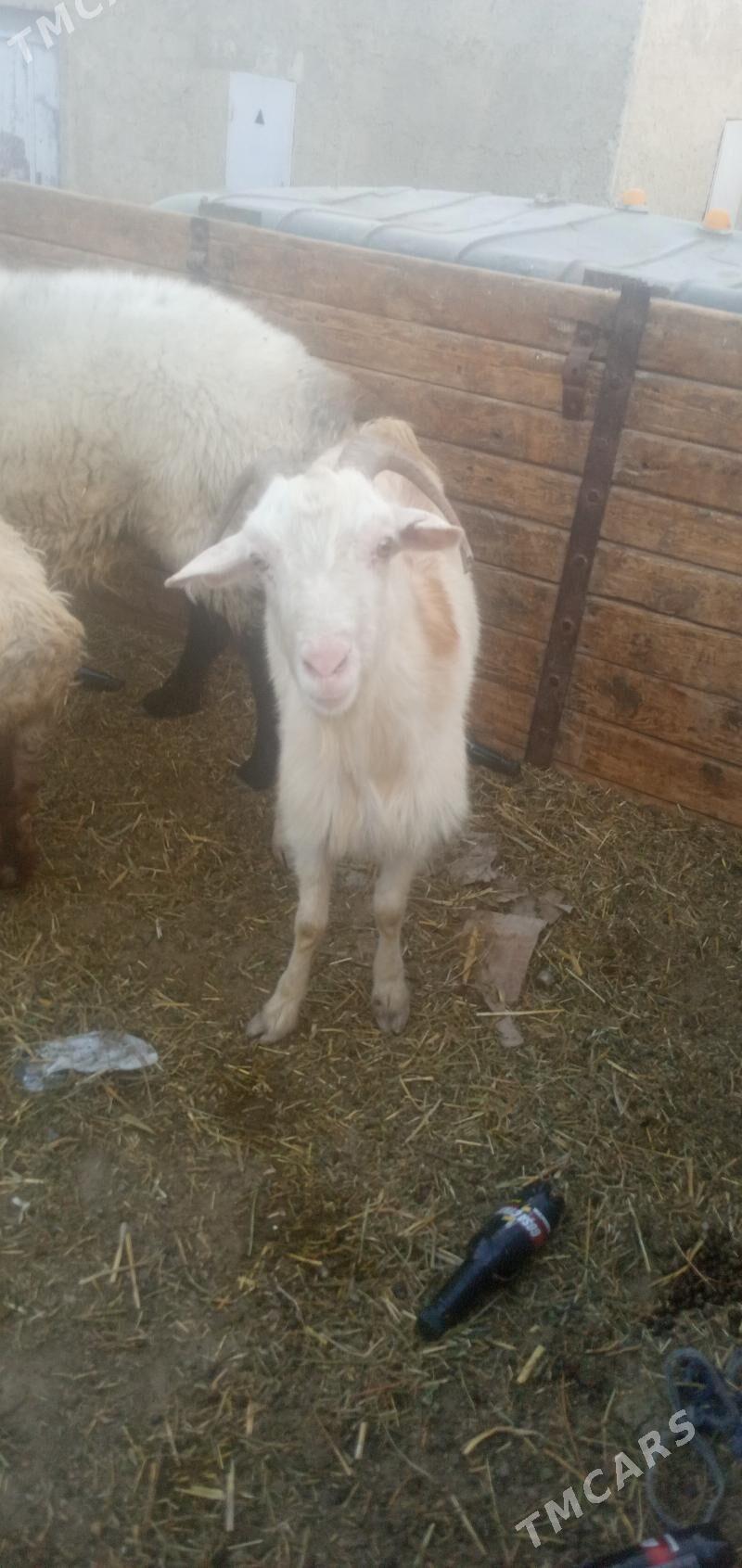 goyun - Гызыларбат - img 2