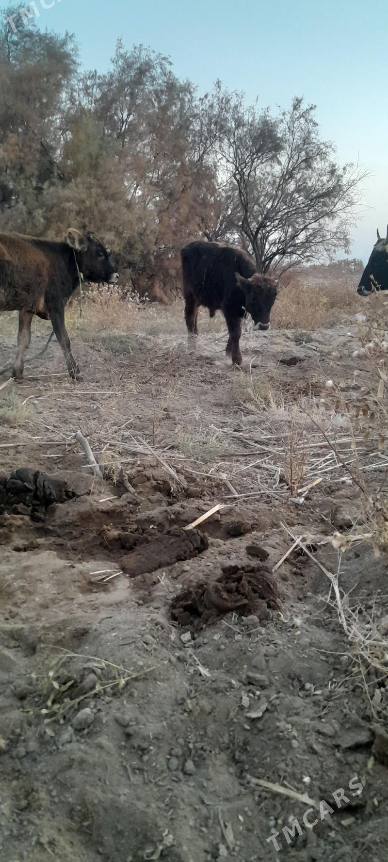 öküz we tuwe - Bäherden - img 3