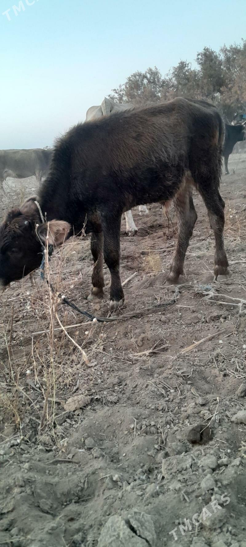 öküz we tuwe - Bäherden - img 6