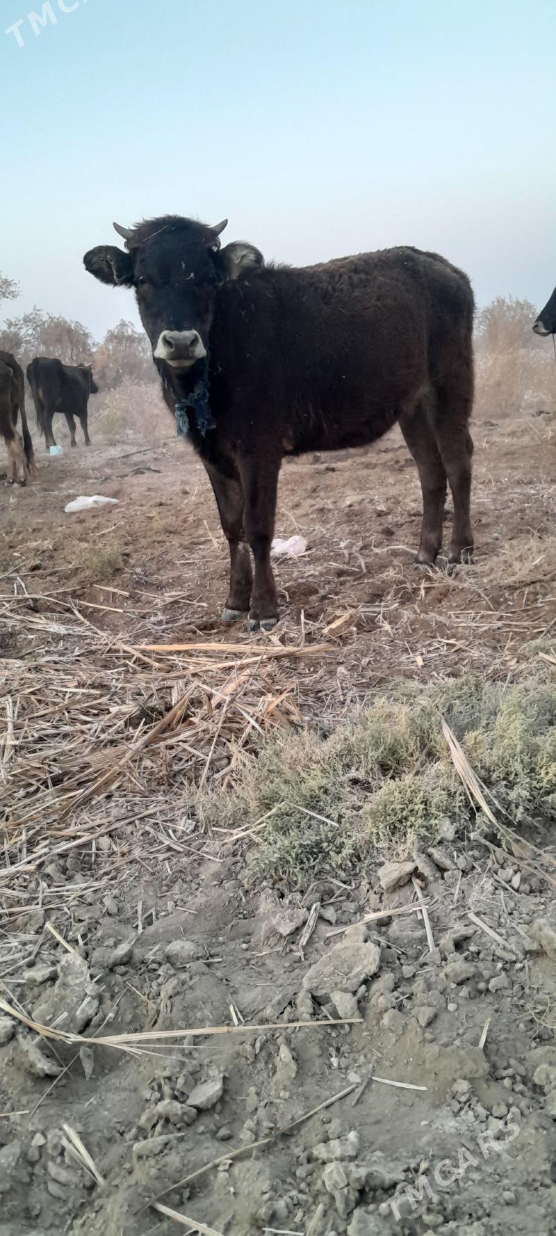 öküz we tuwe - Bäherden - img 5