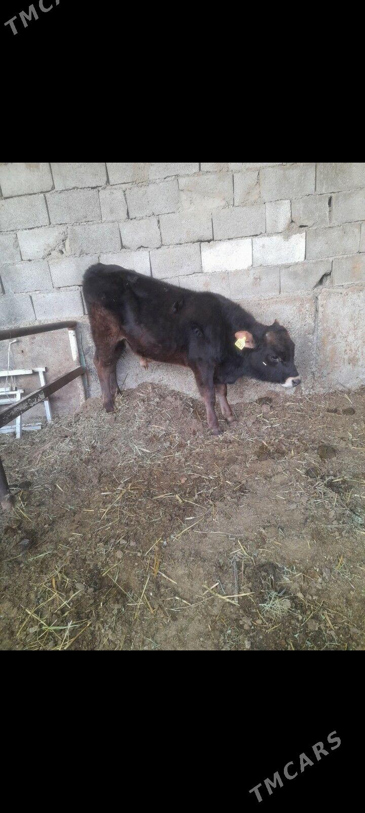 okuz - Ýanbaş - img 4