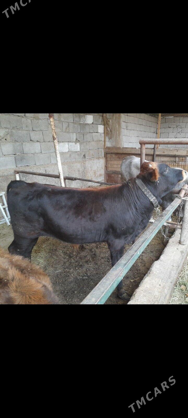 okuz - Ýanbaş - img 3