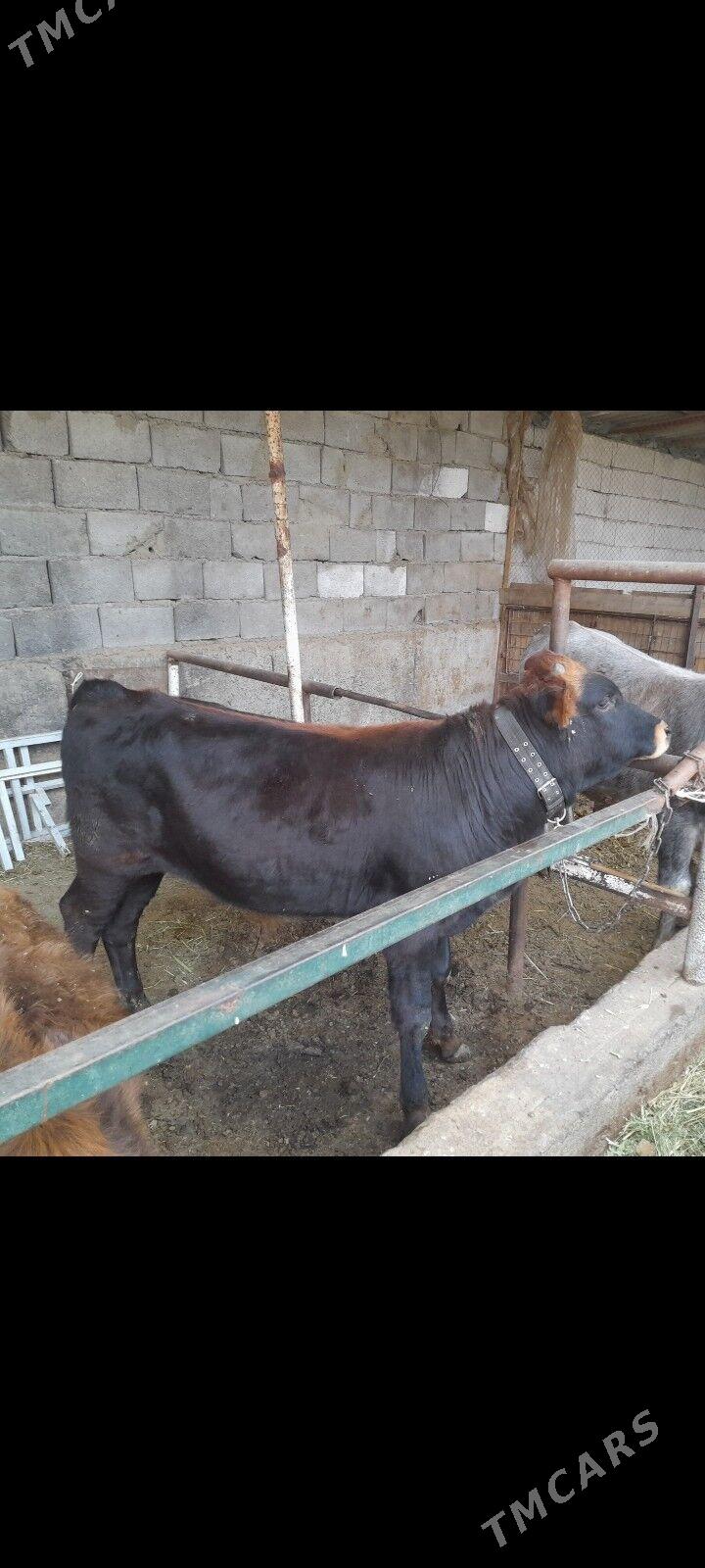 okuz - Ýanbaş - img 2