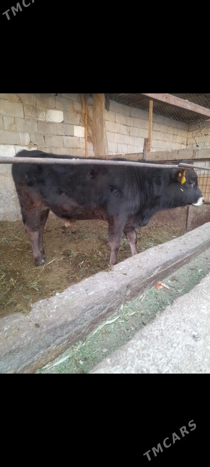 okuz - Ýanbaş - img 5