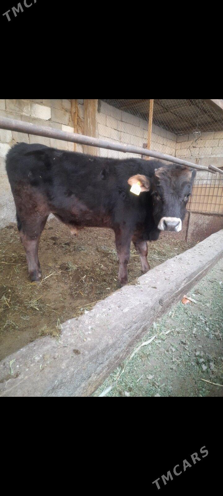 okuz - Ýanbaş - img 6