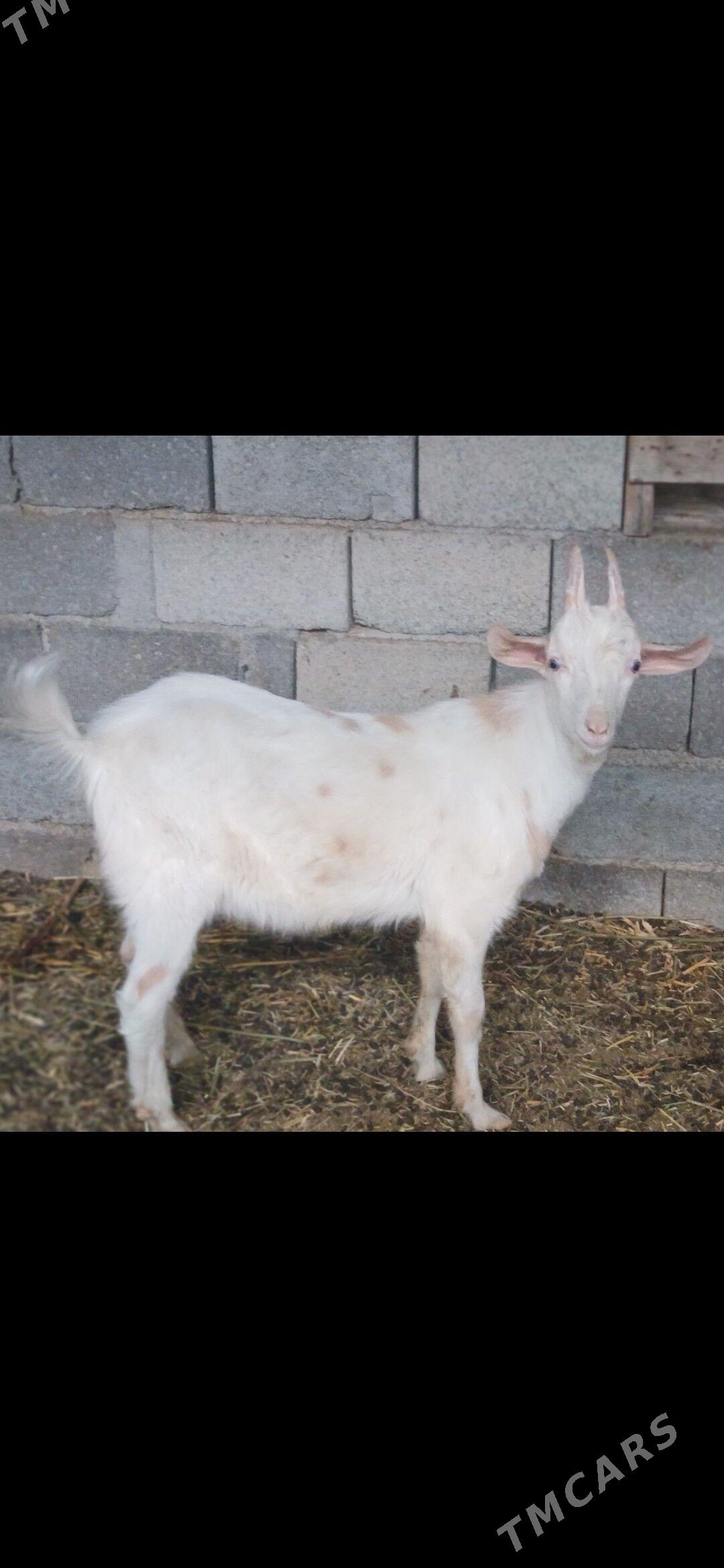 ZanenZanen - Gökdepe - img 3