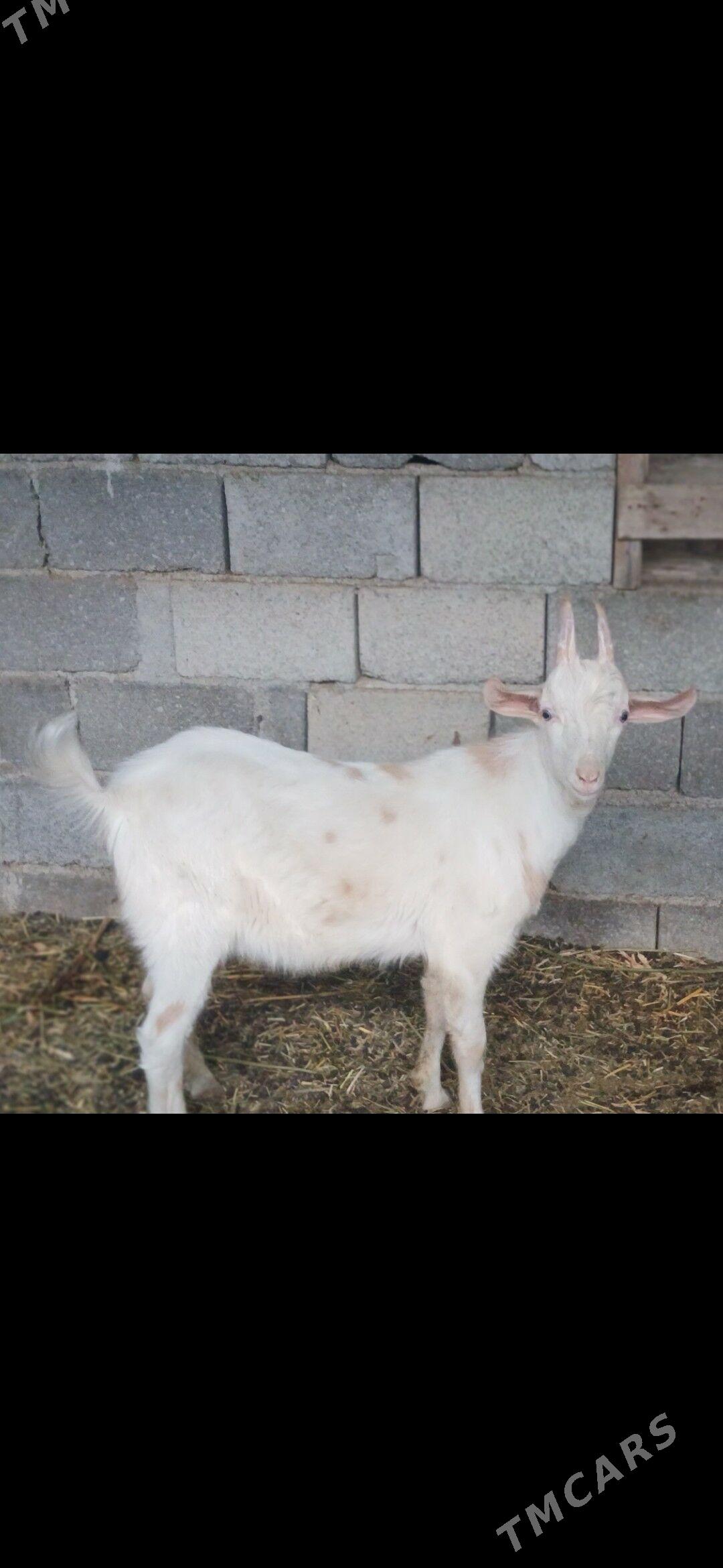 ZanenZanen - Gökdepe - img 2