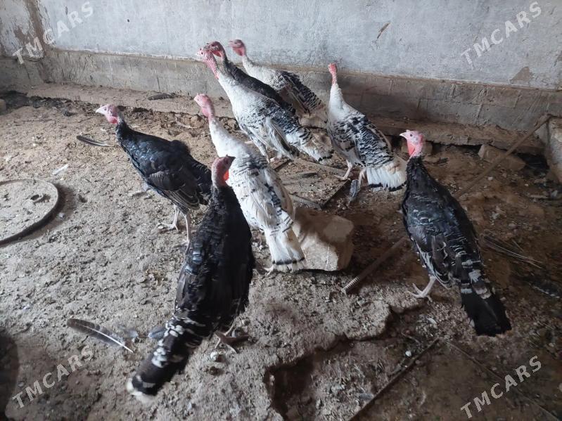 İNDUK - Tejen - img 4