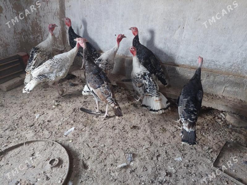 İNDUK - Tejen - img 2