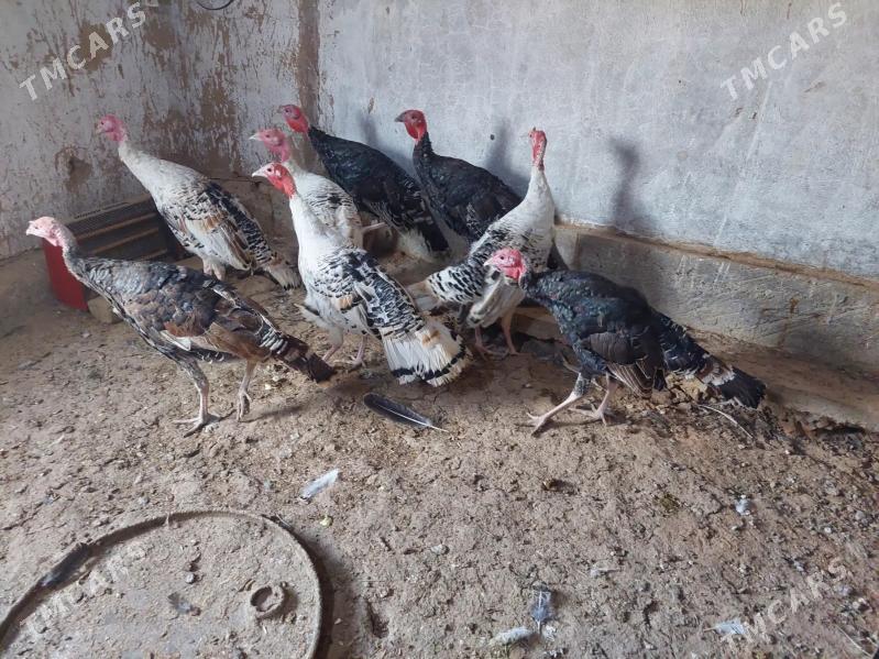 İNDUK - Tejen - img 3