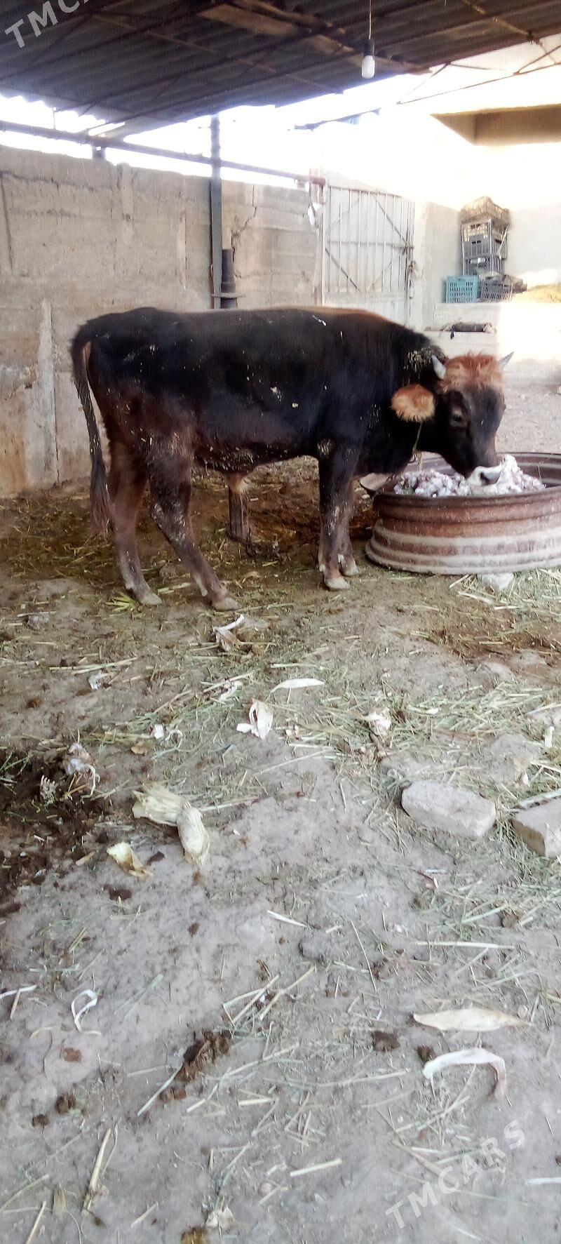 õküz - Ýaşlyk - img 2