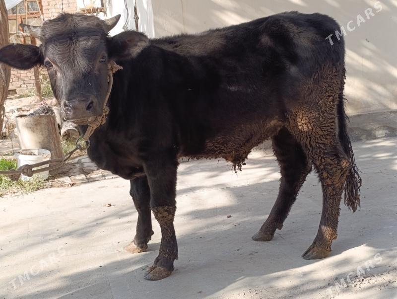 6 sany okuz - Türkmenabat - img 10