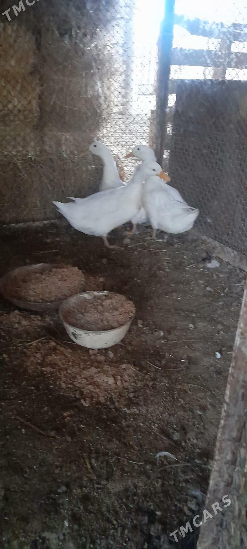 ordek gak gak - Bäherden - img 1