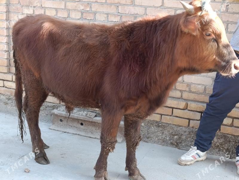 6 sany okuz - Türkmenabat - img 5