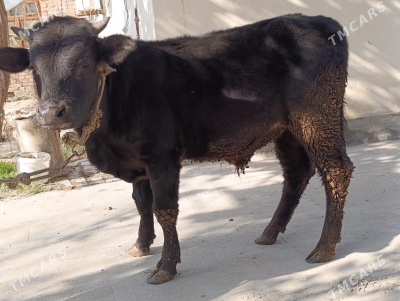 6 sany okuz - Türkmenabat - img 9