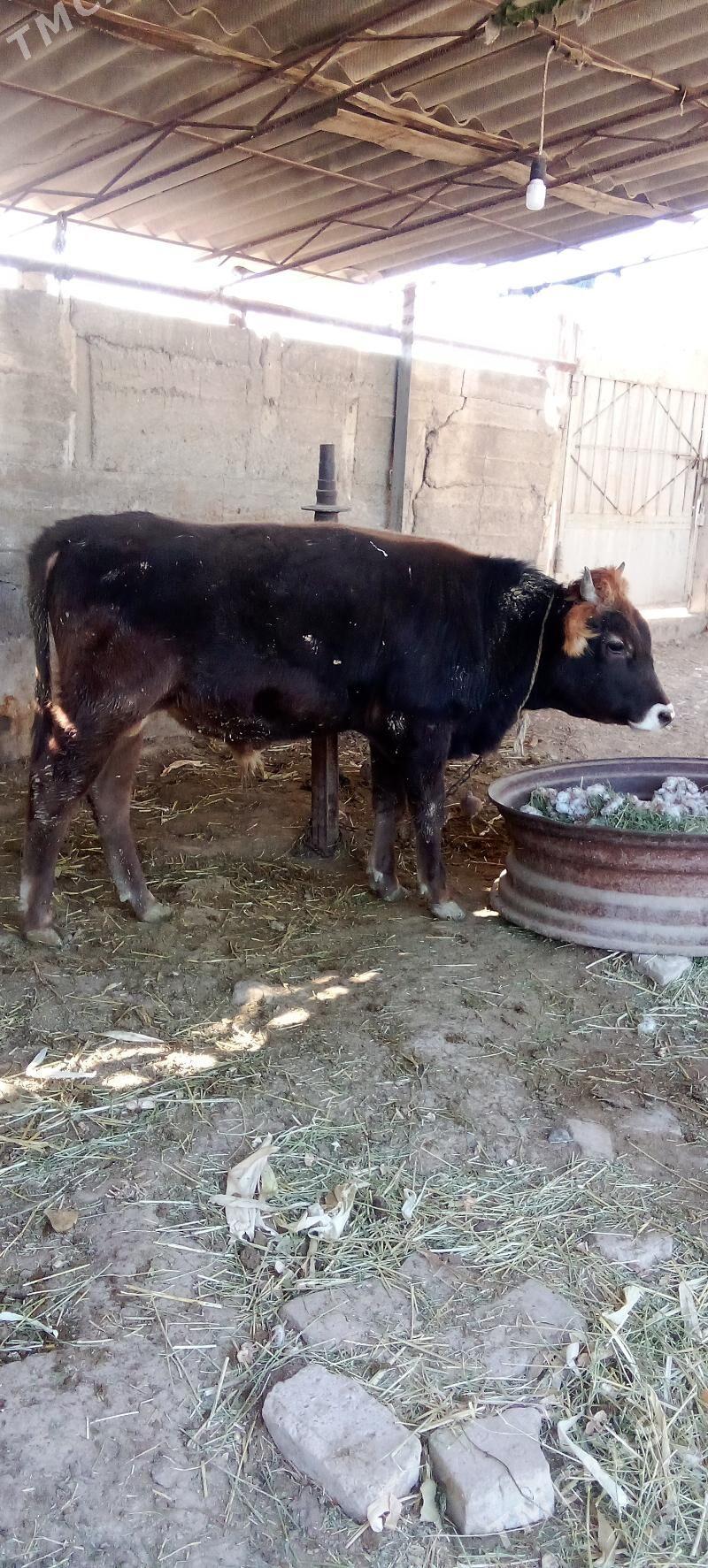 õküz - Ýaşlyk - img 1