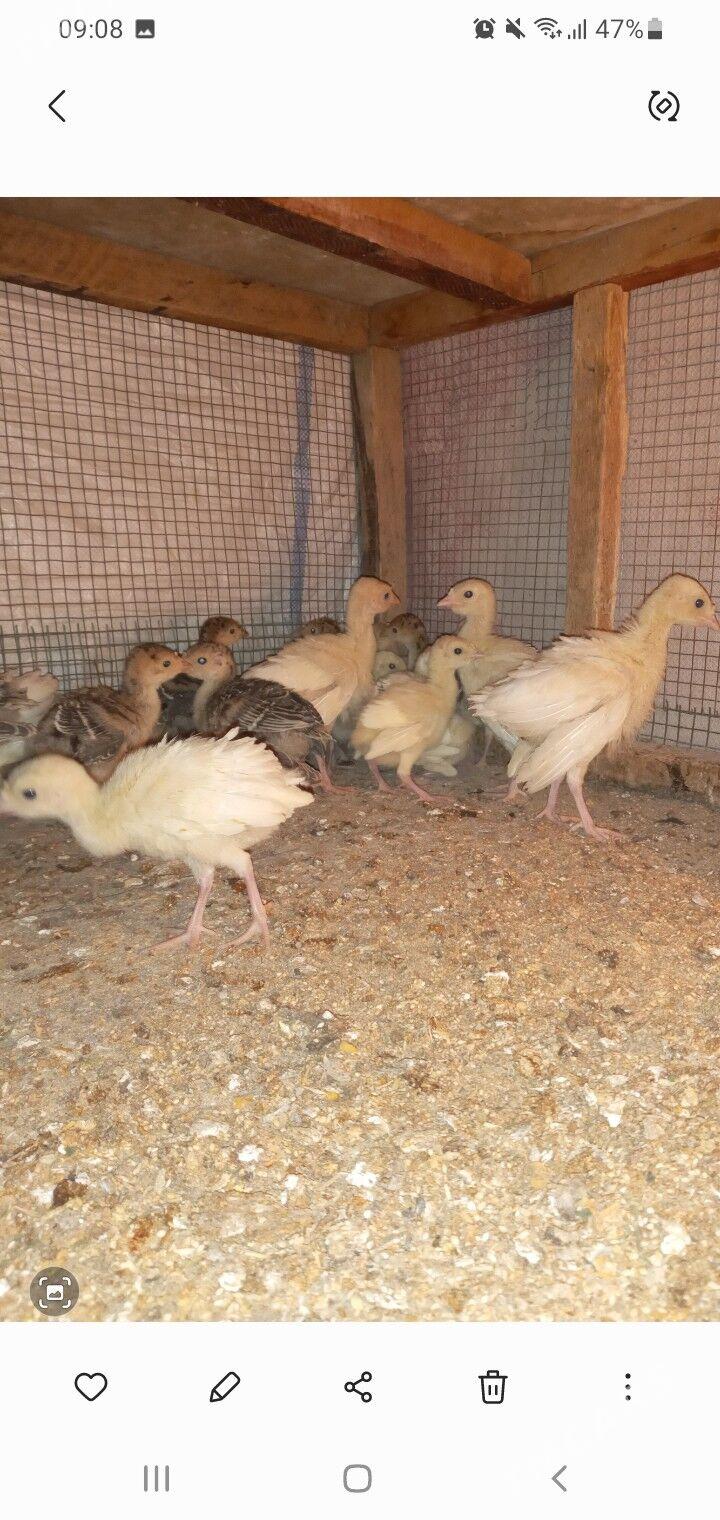 induk jüje - Мары - img 4