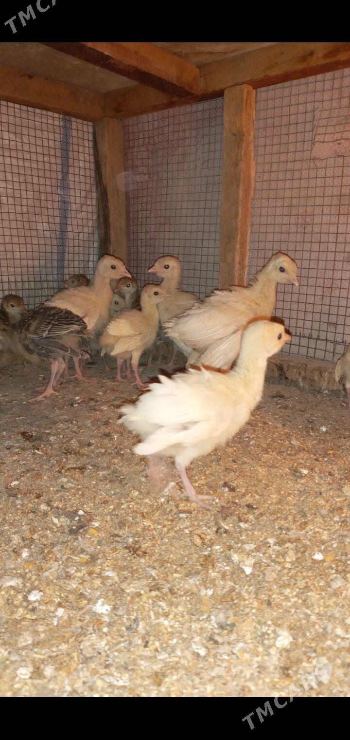 induk jüje - Мары - img 3