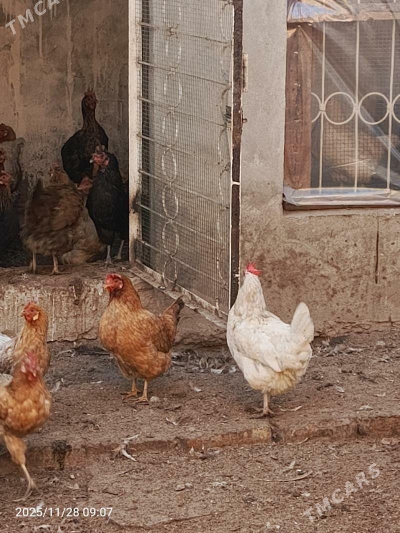 towuk - Türkmenabat - img 3