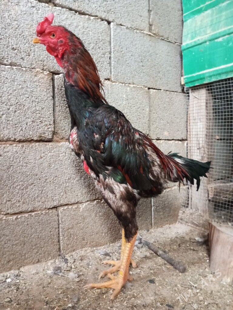 taskent dekan bayes - Ашхабад - img 2