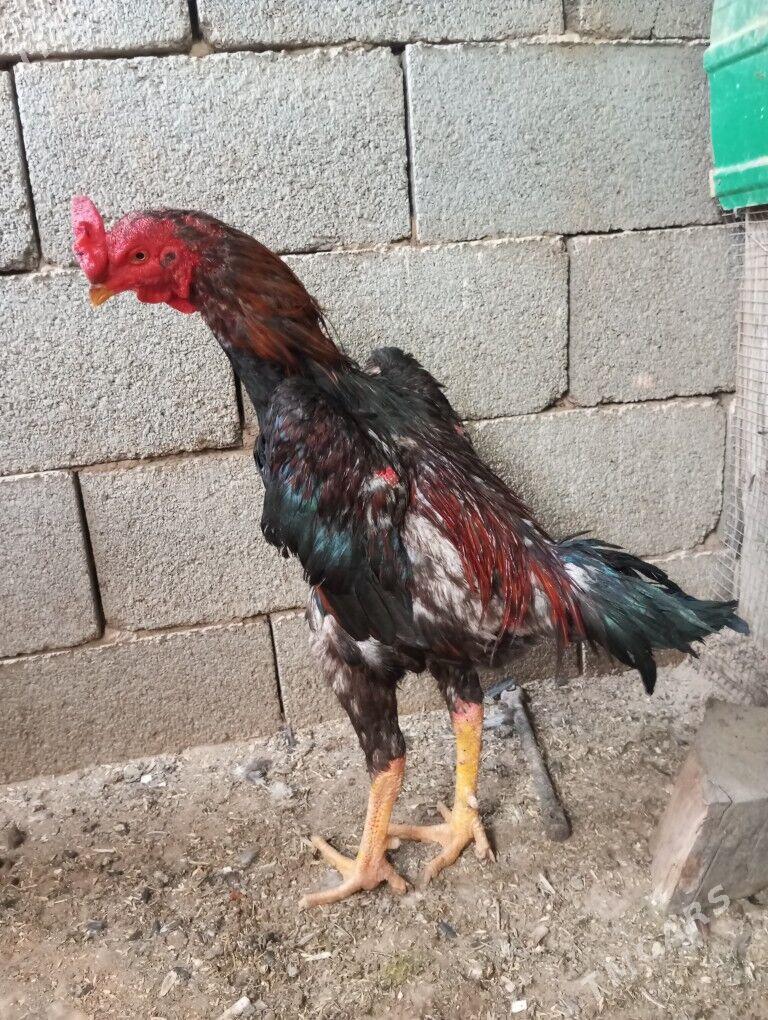 taskent dekan bayes - Ашхабад - img 3