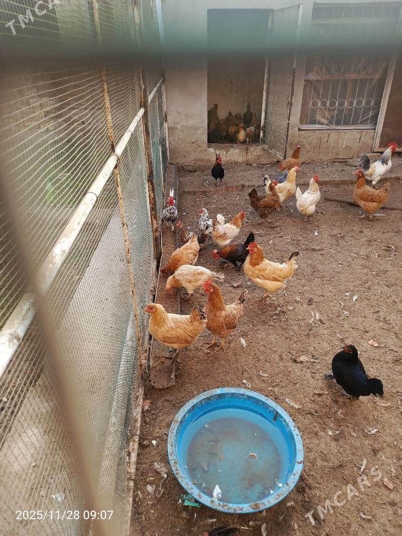 towuk - Türkmenabat - img 2