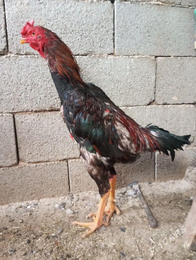 taskent dekan bayes - Ашхабад - img 5