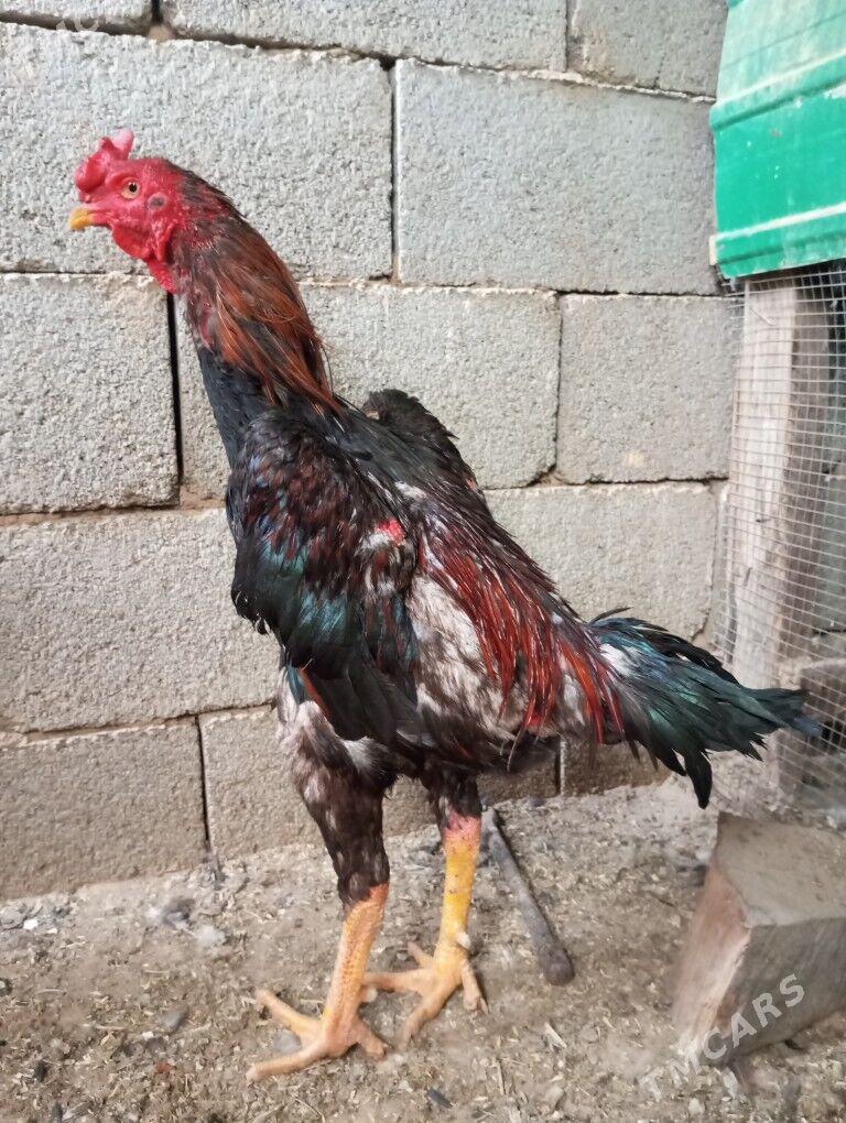 taskent dekan bayes - Ашхабад - img 4