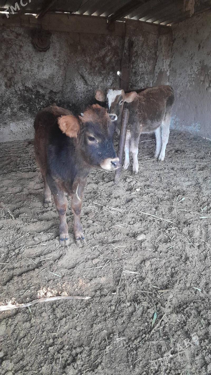 3 okuzce - Бабадайхан - img 2