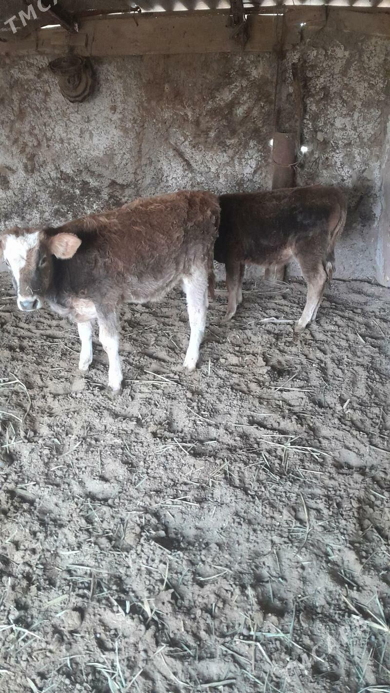 3 okuzce - Бабадайхан - img 4